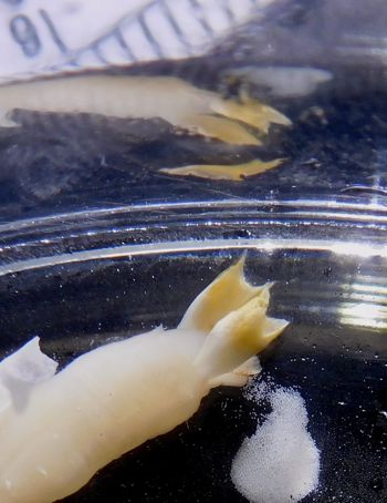 Media type: image; Malacology 396628